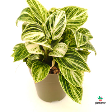 Philodendron Peridot