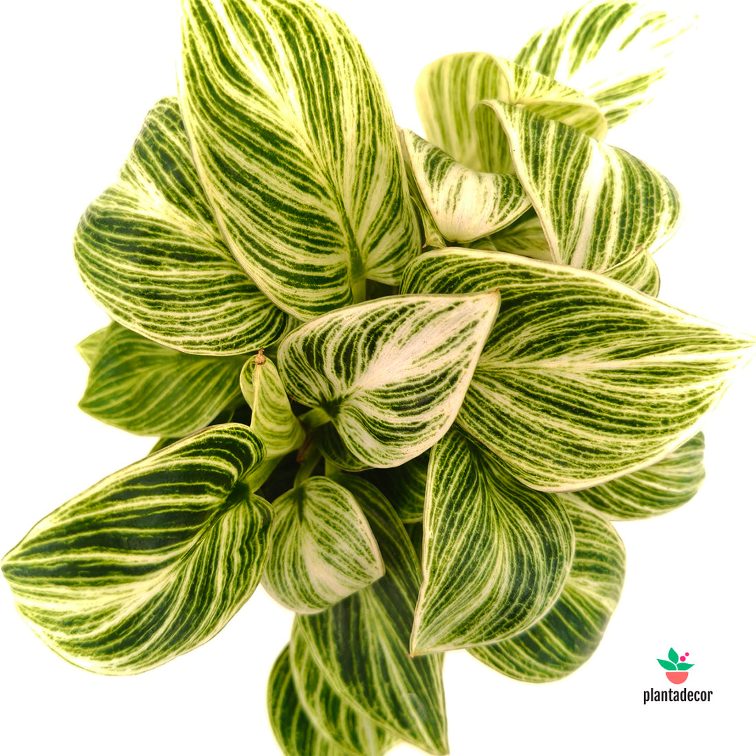 Philodendron Peridot