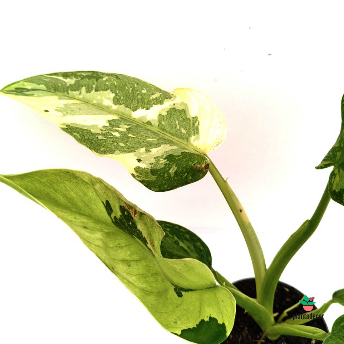 Philodendron Jose Buono