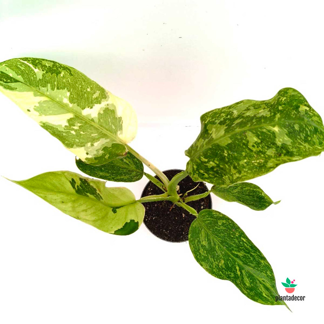 Philodendron Jose Buono