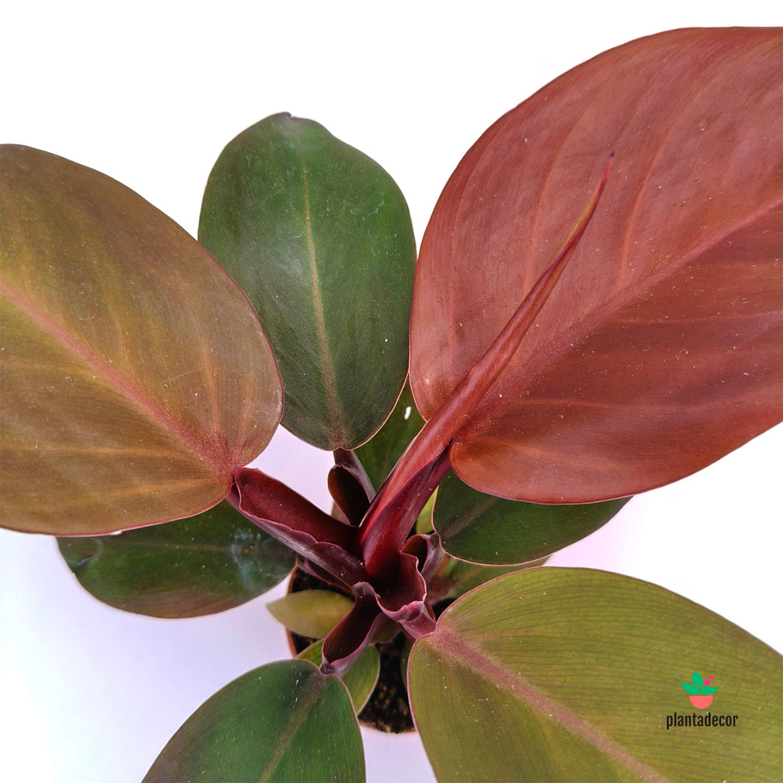 Philodendron Imperial Red