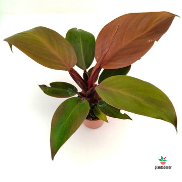 Philodendron Imperial Red