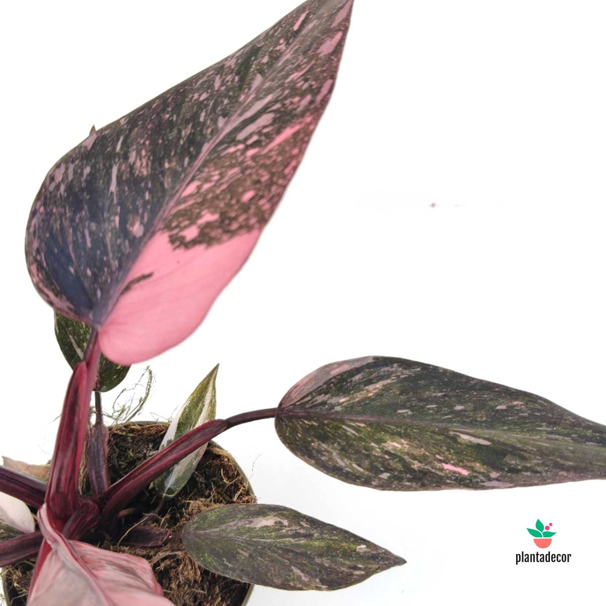 Philodendron Pink Princess "Marble"