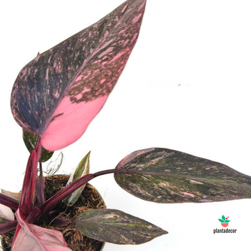 Philodendron Pink Princess "Marble"