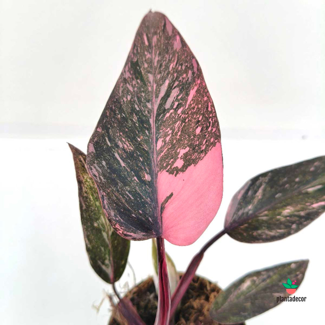 Philodendron Pink Princess "Marble"