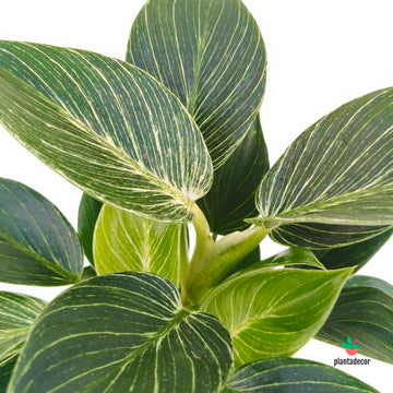 Philodendron White Measure