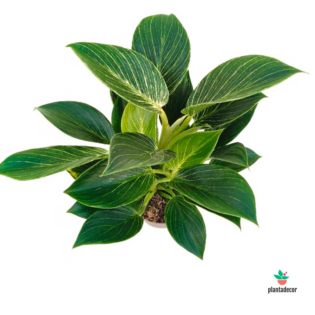 Philodendron White Measure