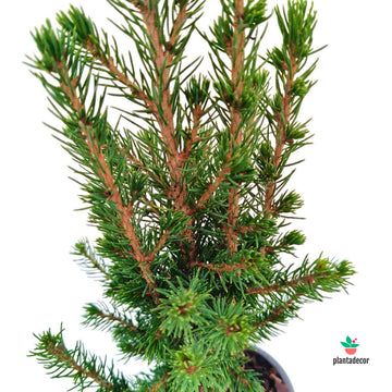 Picea Glauco Conica