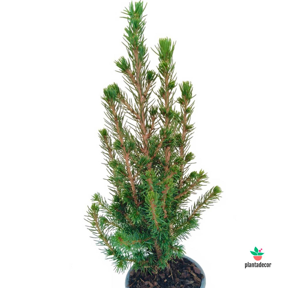 Picea Glauco Conica