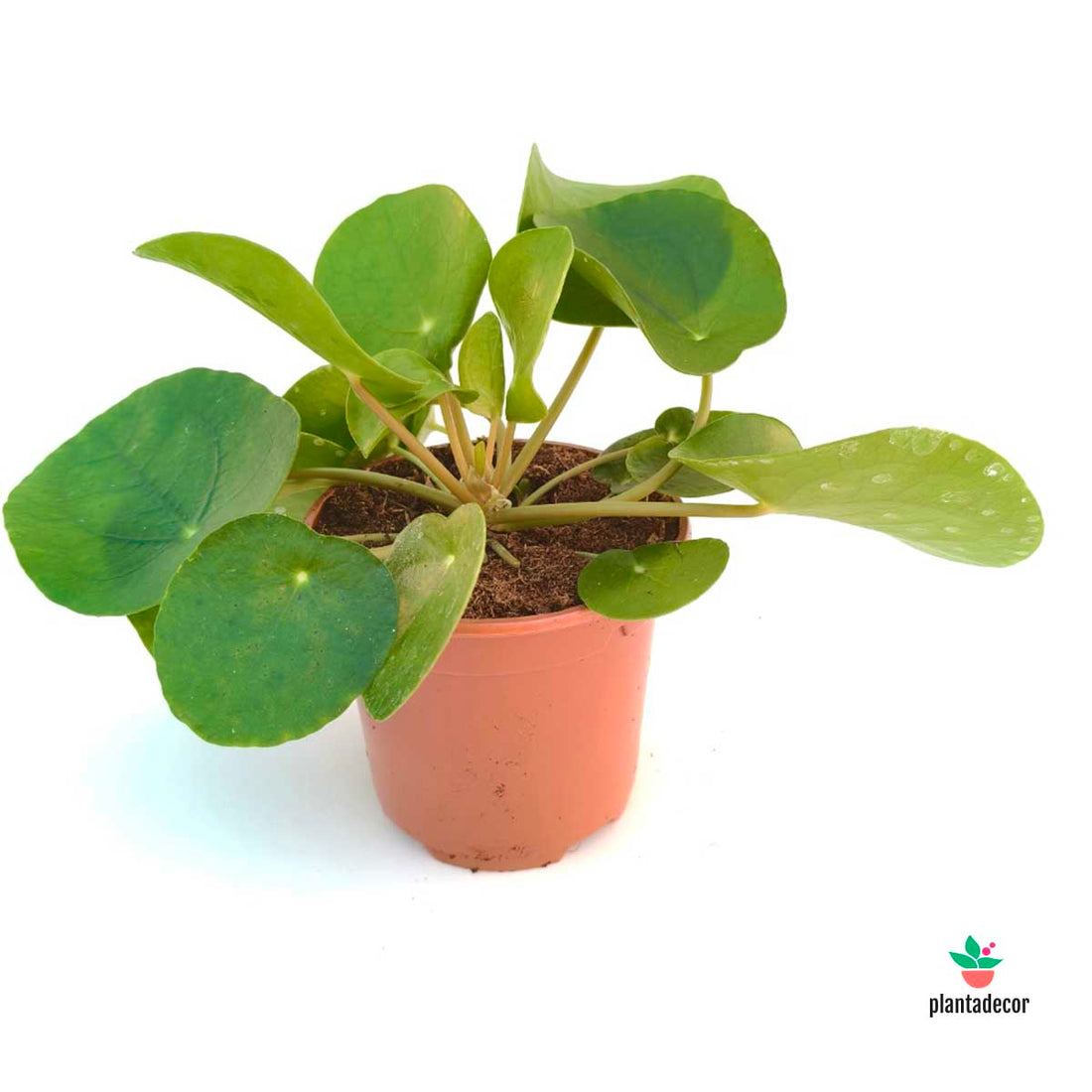 Pilea Peperomioides