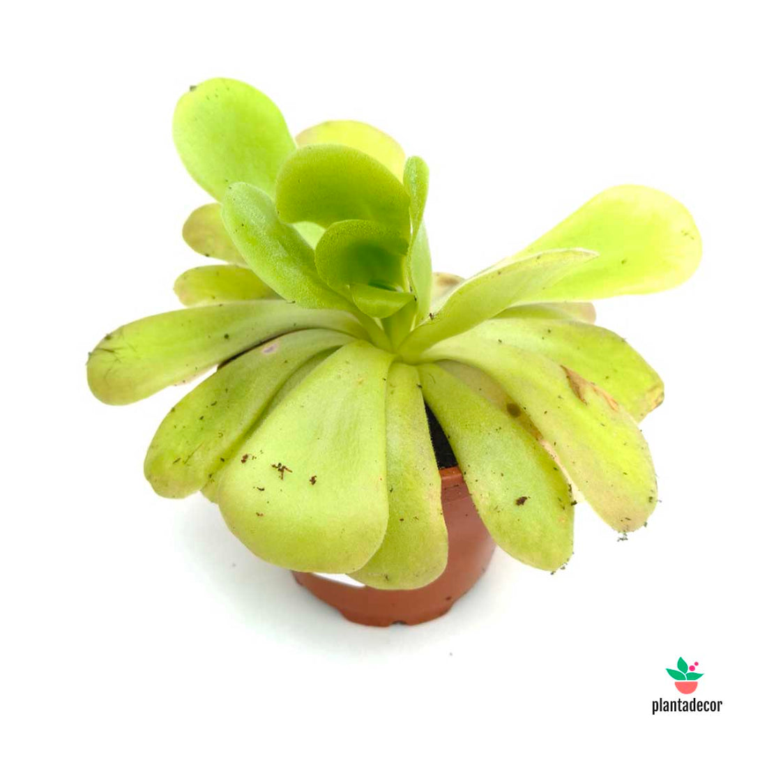 Pinguicula Grandiflora (Planta Carnívora)