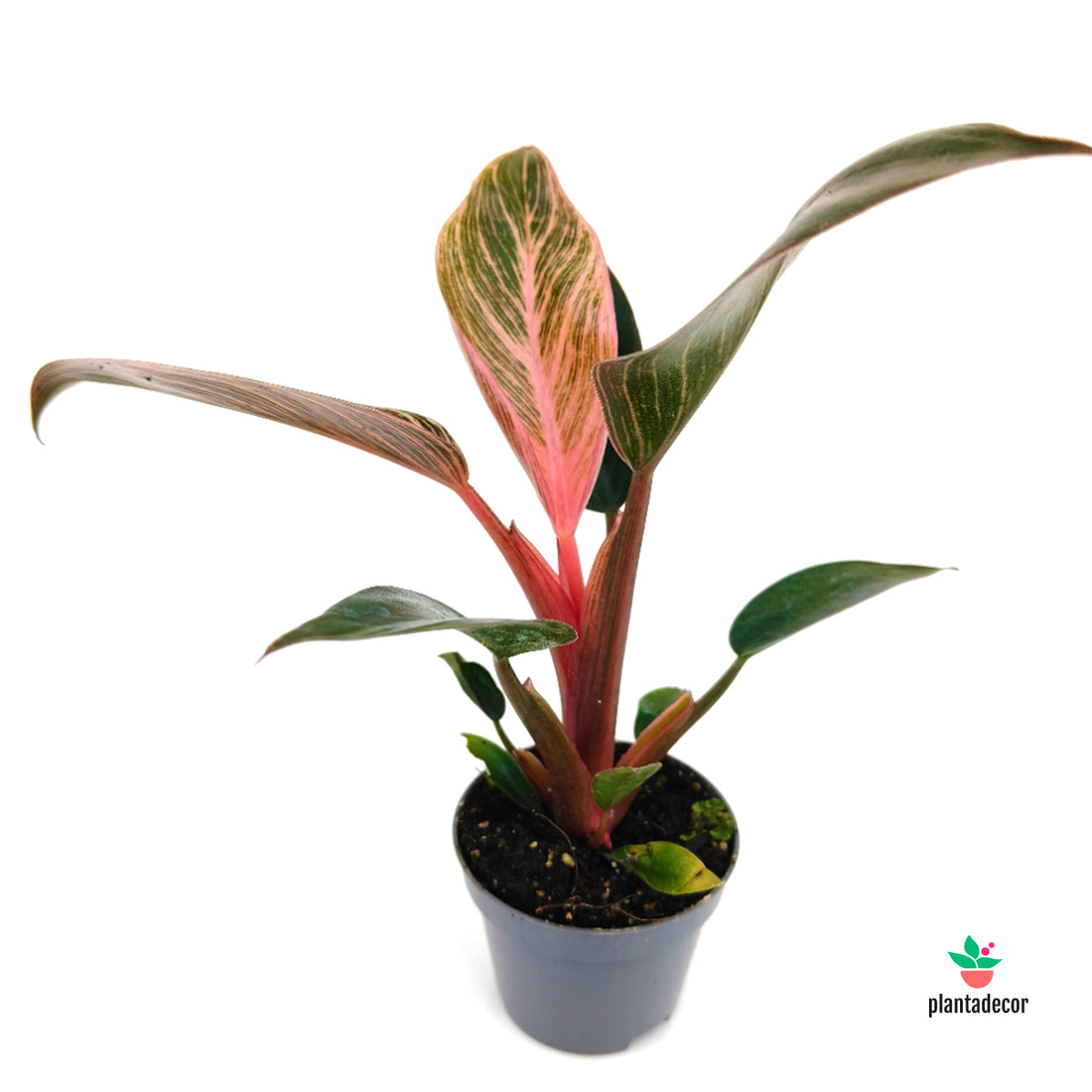 Philodendron 'Pink Bikini'