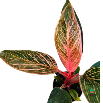 Philodendron 'Pink Bikini'