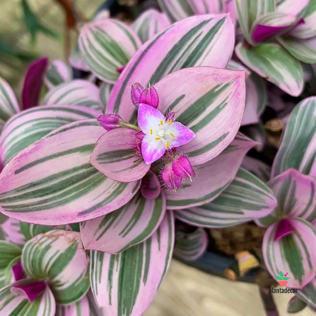 Tradescantia Pink Furry
