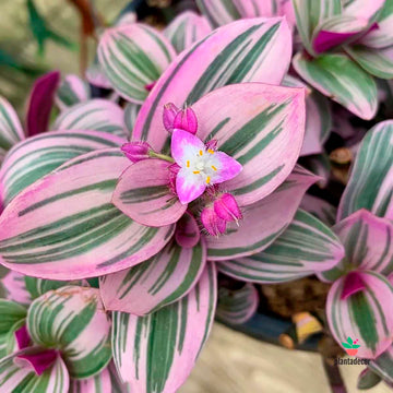 Tradescantia Pink Furry