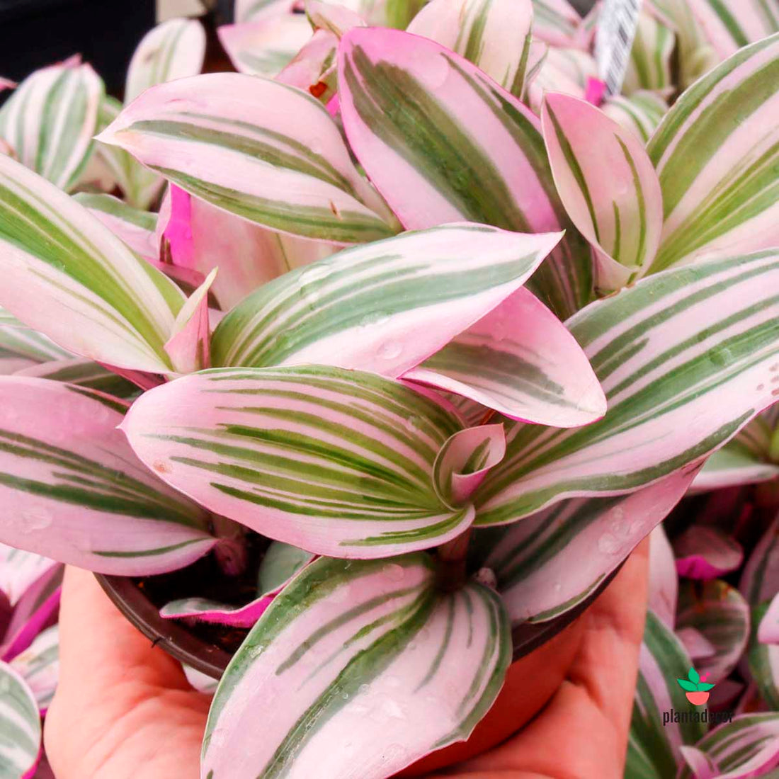 Tradescantia Pink Furry