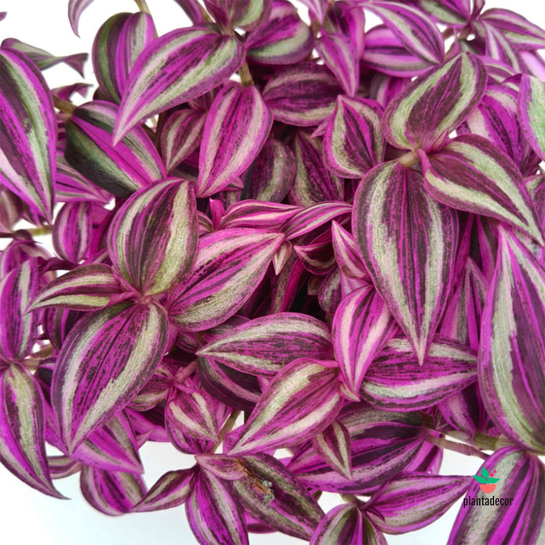 Tradescantia Zebrina 'Pink Paradise' M-14