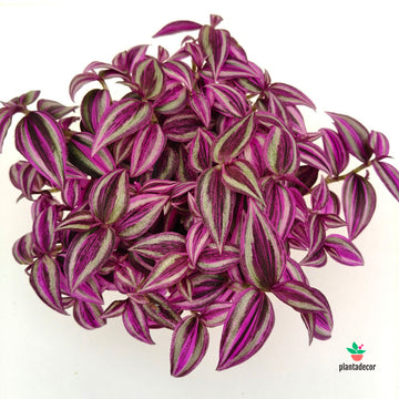 Tradescantia Zebrina 'Pink Paradise' M-14