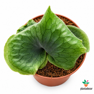 Platycerium Superbum