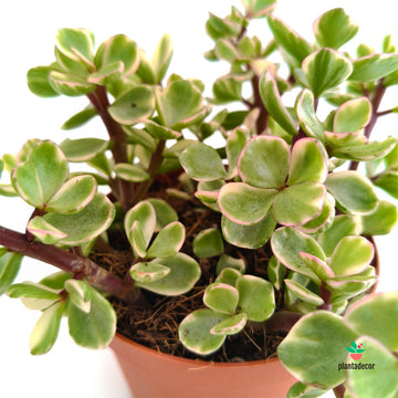 Portulacaria Afra F. Variegata