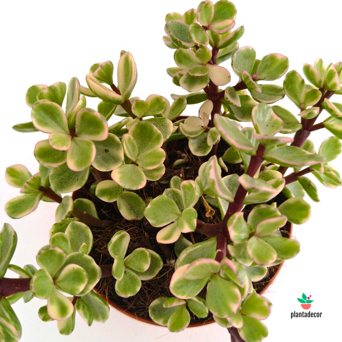 Portulacaria Afra F. Variegata