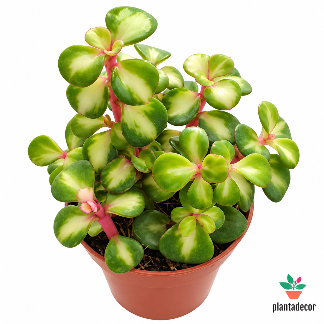 Portulacaria Afra Pink Lady