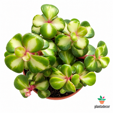 Portulacaria Afra Pink Lady