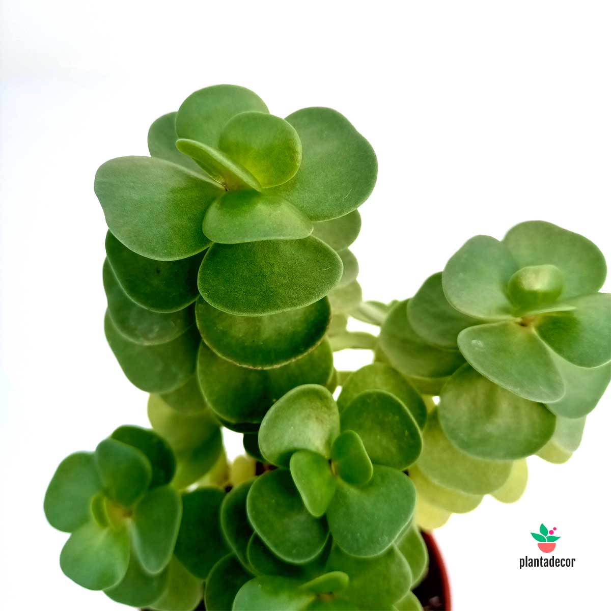 Portulacaria Molokiniensis