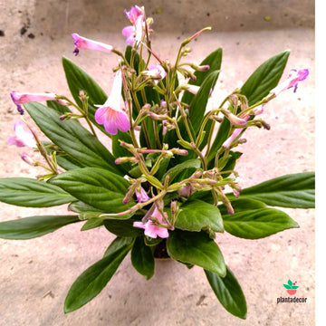 Primulina Dryas Little Tina