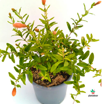 Punica granatum 'Nanum'