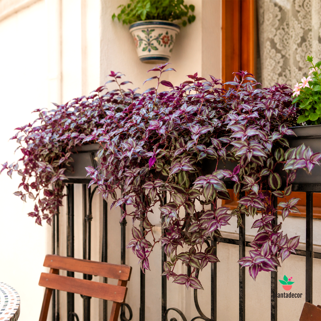 Tradescantia Zebrina  purple passion