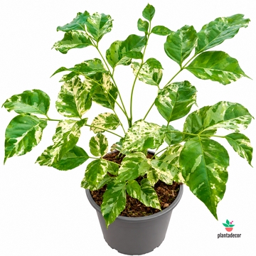 Radermachera Sinica Variegata