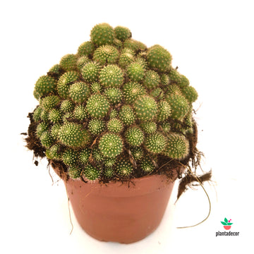 Rebutia Perplexa