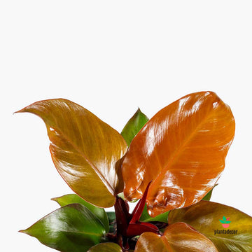 Philodendron "Red Sun"