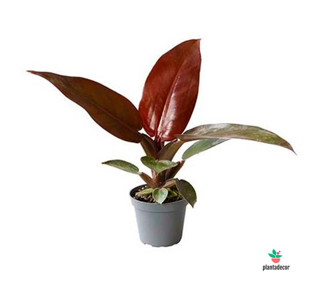 Philodendron "Red Sun"