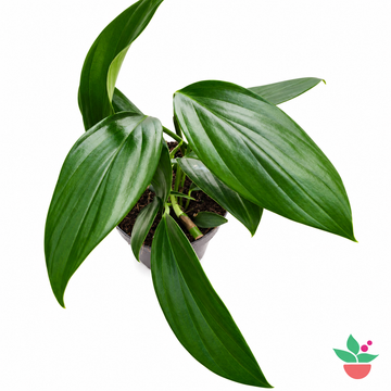 Rhaphidophora Decursiva "Dragon Tail"