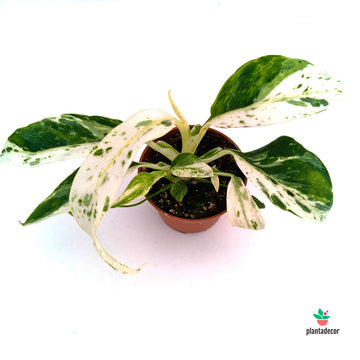 Rhaphidophora Puberula Variegata