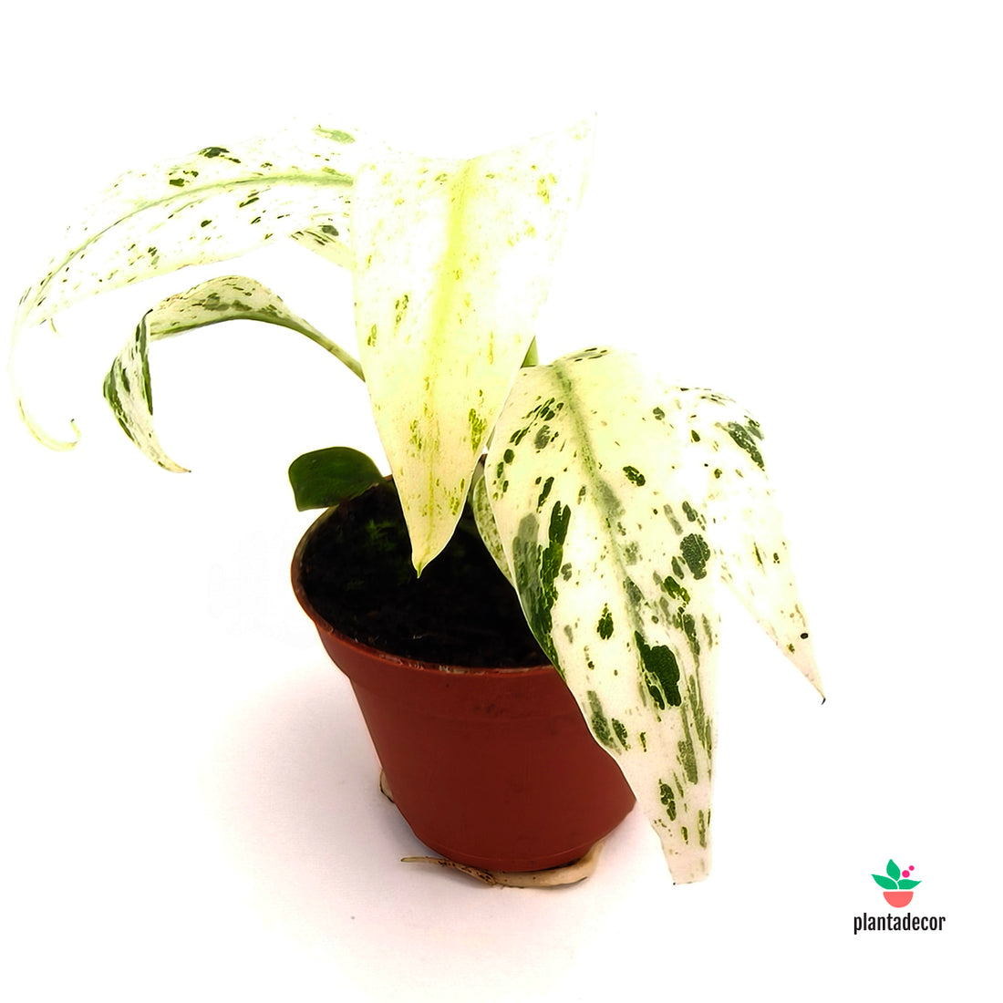 Rhaphidophora Puberula Variegata