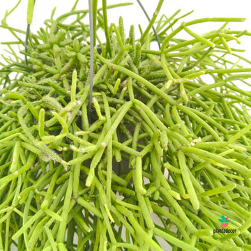 Rhipsalis Heteroclada