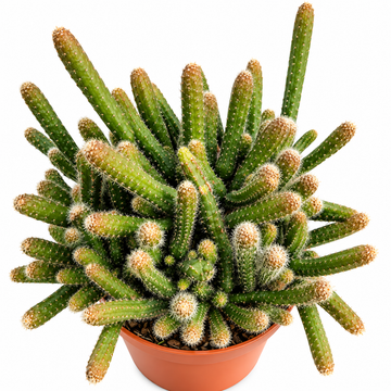 Rhipsalis Pilocarpa