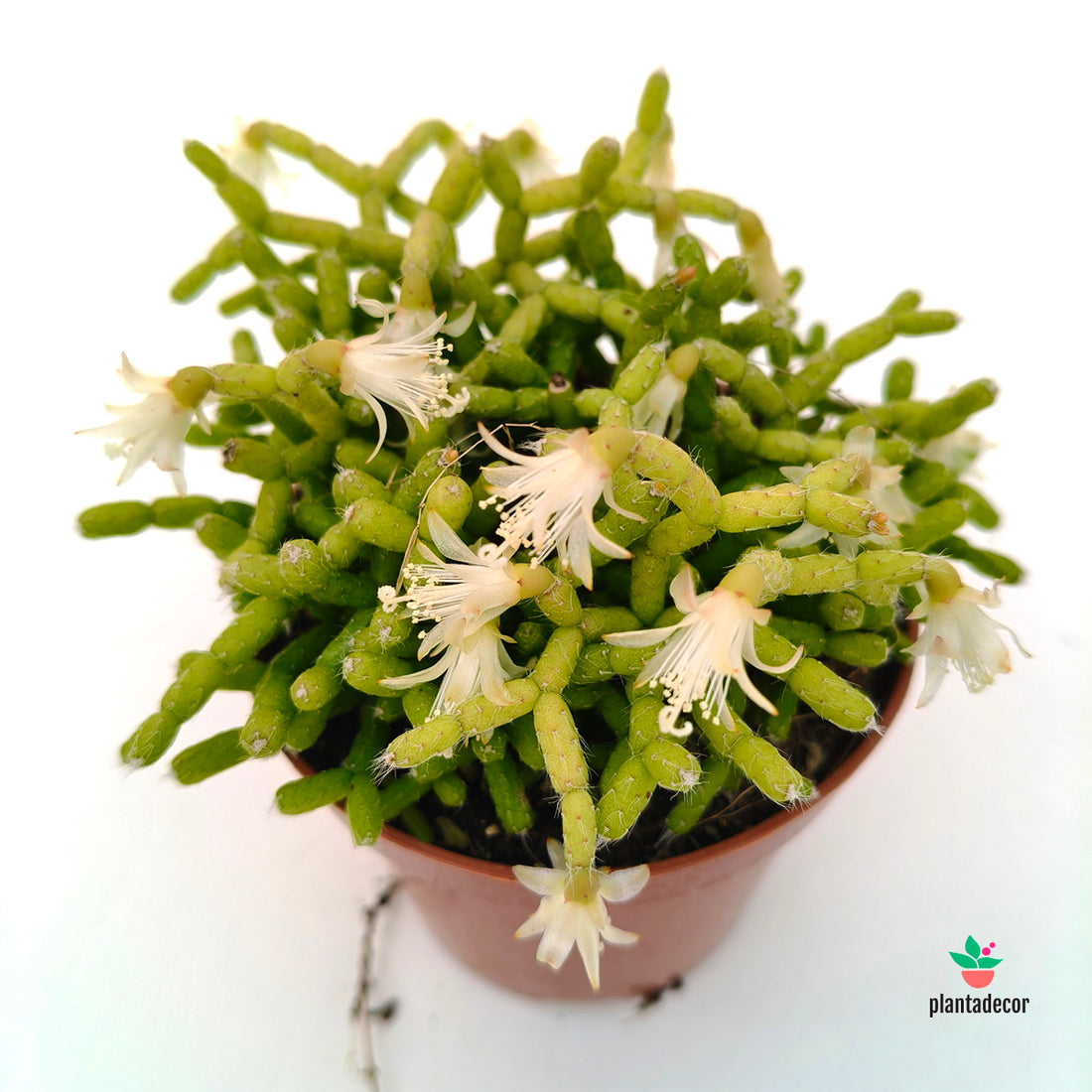 Rhipsalis Cereuscula