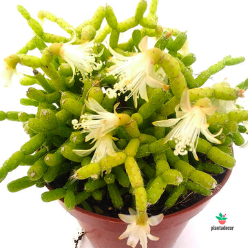 Rhipsalis Cereuscula