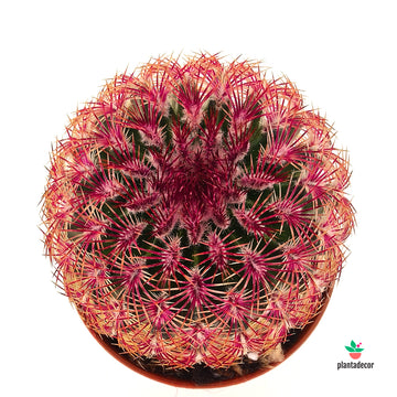 Echinocereus Rubispinus
