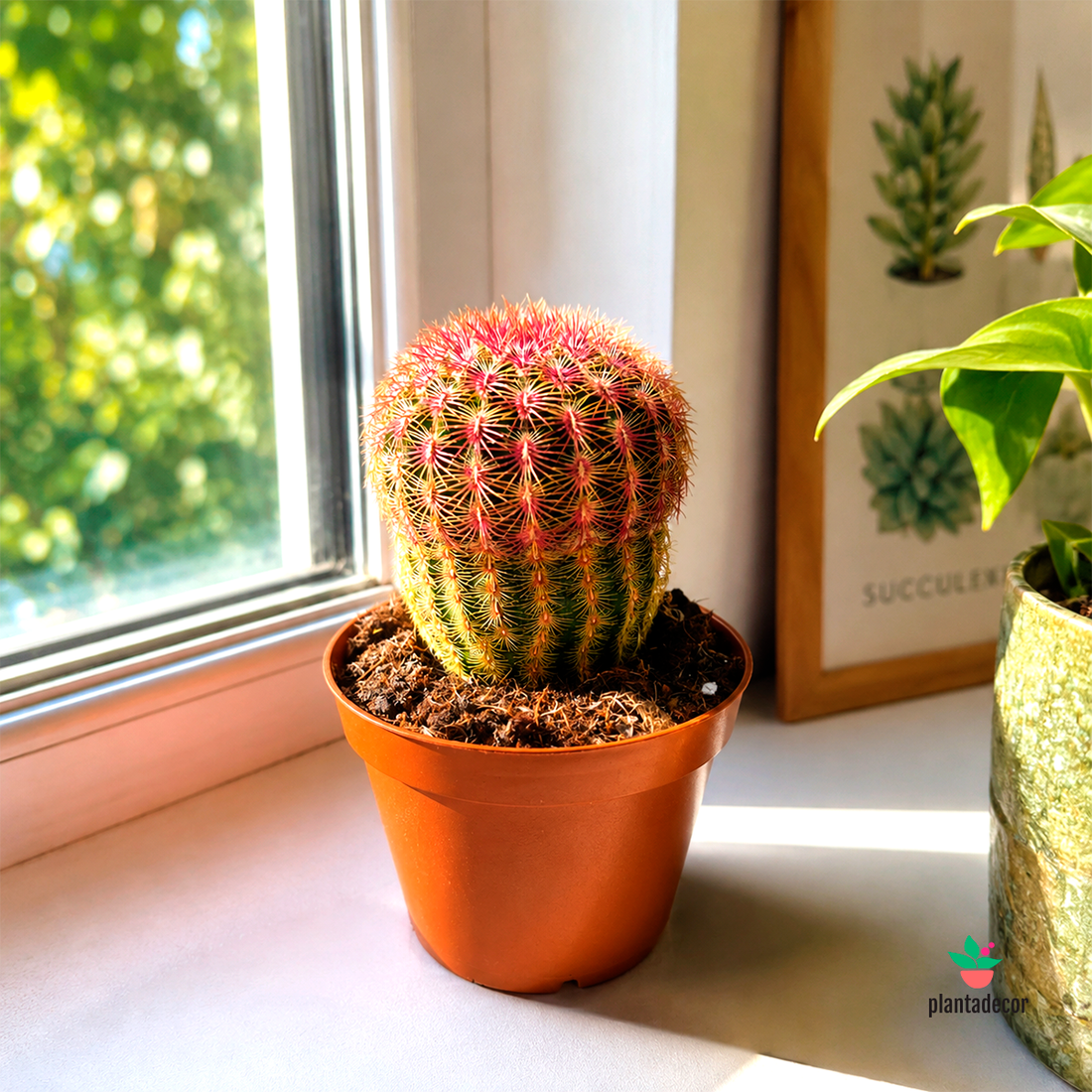 Echinocereus Rubispinus