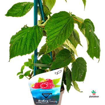 Rubus Idaeus Heritage