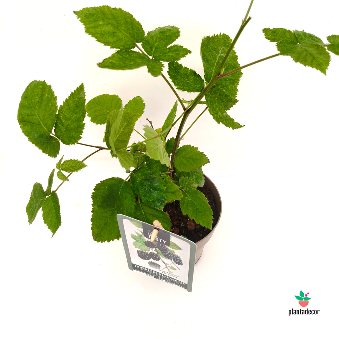 Rubus Fruticosus 'Thornfree'