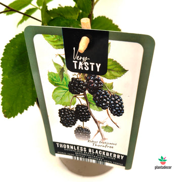 Rubus Fruticosus 'Thornfree'