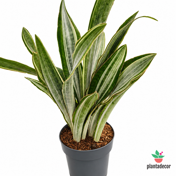 Sanseviera Aubrytiana Jaboa