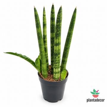 Sanseviera Cylindrica