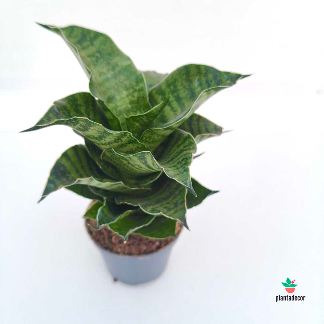 Sanseviera Mahanakorn